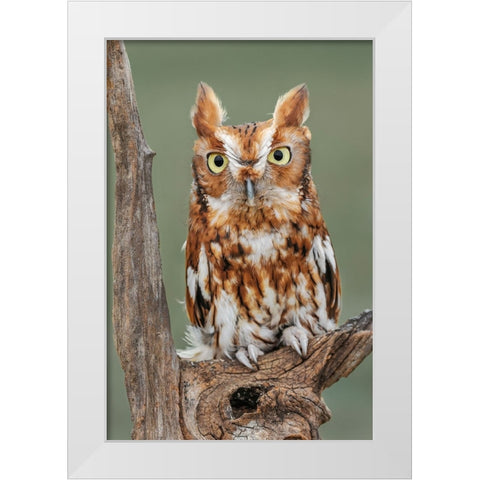 Eastern screech owl-Florida White Modern Wood Framed Art Print by Jones, Adam