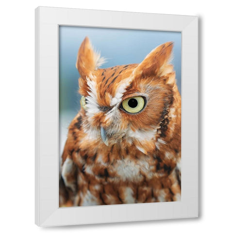 Eastern screech owl-Florida White Modern Wood Framed Art Print by Jones, Adam