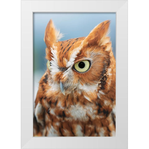 Eastern screech owl-Florida White Modern Wood Framed Art Print by Jones, Adam