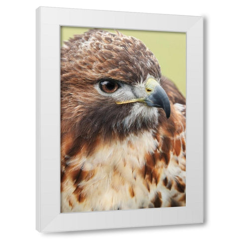 Red-tailed hawk-Florida White Modern Wood Framed Art Print by Jones, Adam