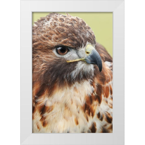 Red-tailed hawk-Florida White Modern Wood Framed Art Print by Jones, Adam