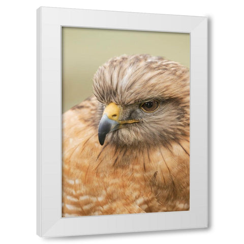 Red Shouldered Hawk-Florida White Modern Wood Framed Art Print by Jones, Adam