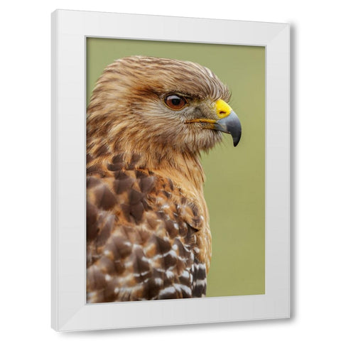 Red Shouldered Hawk-Florida White Modern Wood Framed Art Print by Jones, Adam