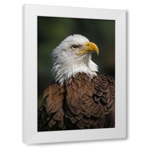 Bald eagle-Florida White Modern Wood Framed Art Print by Jones, Adam