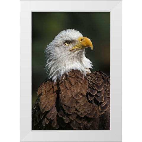 Bald eagle-Florida White Modern Wood Framed Art Print by Jones, Adam