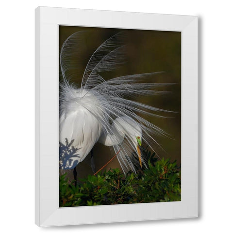 Great egret in courtship display in full breeding plumage-Venice rookery-Venice-Florida White Modern Wood Framed Art Print by Jones, Adam