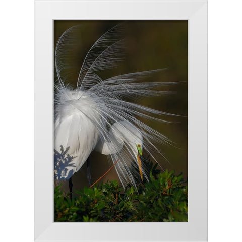 Great egret in courtship display in full breeding plumage-Venice rookery-Venice-Florida White Modern Wood Framed Art Print by Jones, Adam