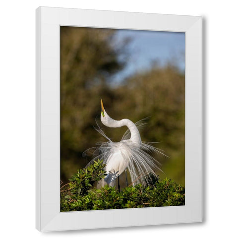 Great egret in courtship display in full breeding plumage-Venice rookery-Venice-Florida White Modern Wood Framed Art Print by Jones, Adam