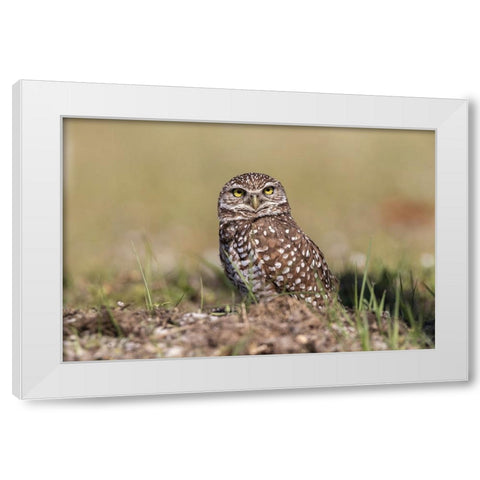 Burrowing owl-Cape Coral-Florida White Modern Wood Framed Art Print by Jones, Adam