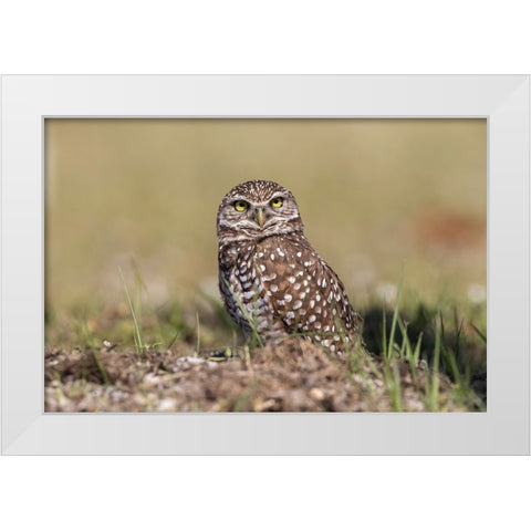 Burrowing owl-Cape Coral-Florida White Modern Wood Framed Art Print by Jones, Adam
