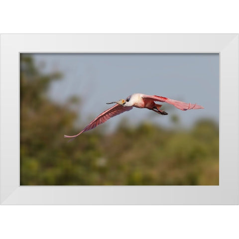 Roseate spoonbill flying-Stick Marsh-Florida White Modern Wood Framed Art Print by Jones, Adam