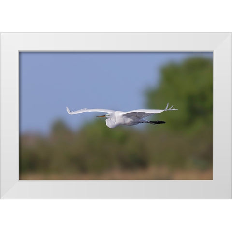 Great Egret flying Stick Marsh-Florida White Modern Wood Framed Art Print by Jones, Adam