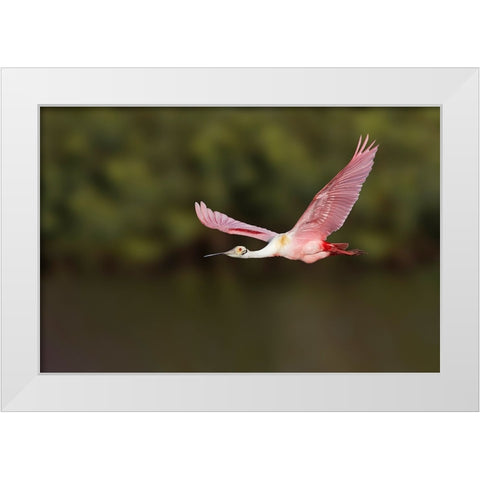 Roseate spoonbill flying-Stick Marsh-Florida White Modern Wood Framed Art Print by Jones, Adam