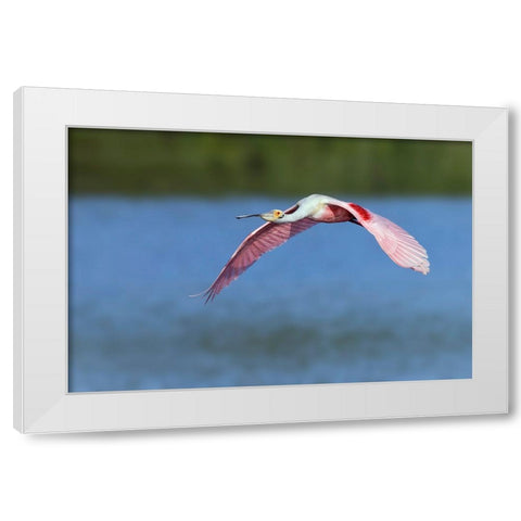 Roseate spoonbill flying-Stick Marsh-Florida White Modern Wood Framed Art Print by Jones, Adam