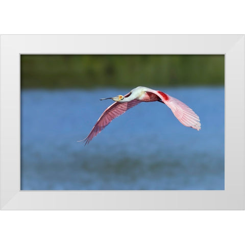 Roseate spoonbill flying-Stick Marsh-Florida White Modern Wood Framed Art Print by Jones, Adam