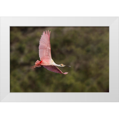 Roseate spoonbill flying-Stick Marsh-Florida White Modern Wood Framed Art Print by Jones, Adam