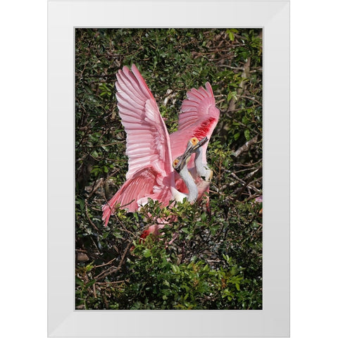 Roseate spoonbills fighting over nesting territory in rookery-Stick Marsh-Florida White Modern Wood Framed Art Print by Jones, Adam