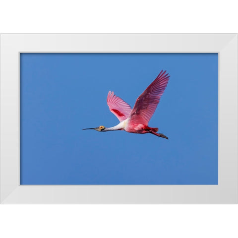 Roseate spoonbill flying-Stick Marsh-Florida White Modern Wood Framed Art Print by Jones, Adam
