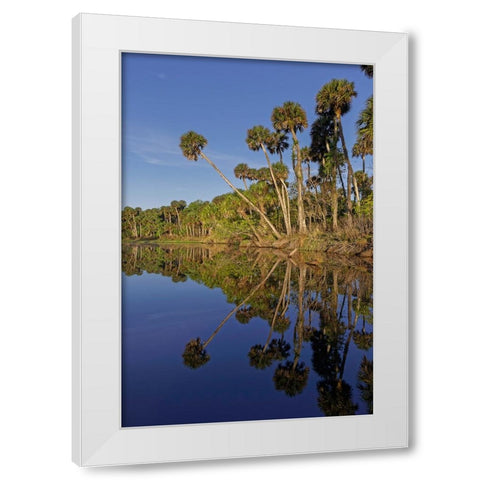 Sable palms reflected on the Econlockhatchee River White Modern Wood Framed Art Print by Jones, Adam