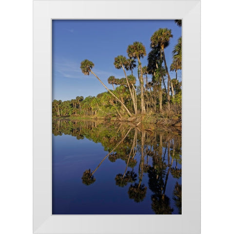 Sable palms reflected on the Econlockhatchee River White Modern Wood Framed Art Print by Jones, Adam