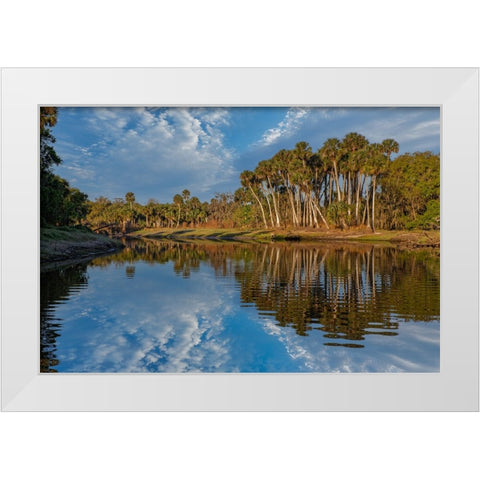 Sable palms reflected on the Econlockhatchee River White Modern Wood Framed Art Print by Jones, Adam