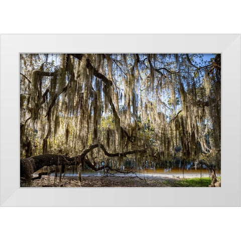 Oak tree draped in Spanish moss along the Econlockhatchee River White Modern Wood Framed Art Print by Jones, Adam