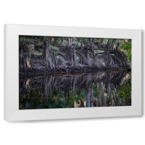 Cypress knees along-Econlockhatchee River-a blackwater tributary of the St Johns River White Modern Wood Framed Art Print by Jones, Adam
