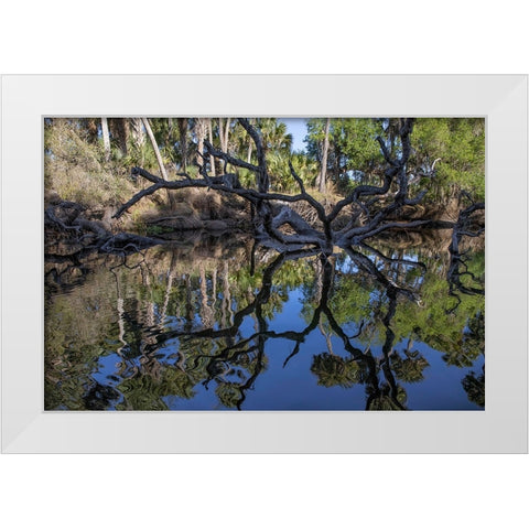 Fallen tree reflected on the Econlockhatchee River-a blackwater tributary of the St Johns River White Modern Wood Framed Art Print by Jones, Adam