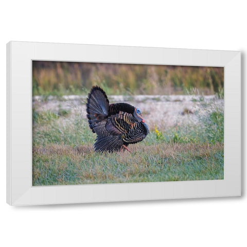 Osceola turkey-near Stick Marsh-Florida White Modern Wood Framed Art Print by Jones, Adam
