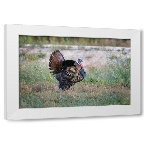 Osceola turkey-near Stick Marsh-Florida White Modern Wood Framed Art Print by Jones, Adam