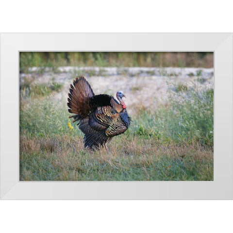 Osceola turkey-near Stick Marsh-Florida White Modern Wood Framed Art Print by Jones, Adam