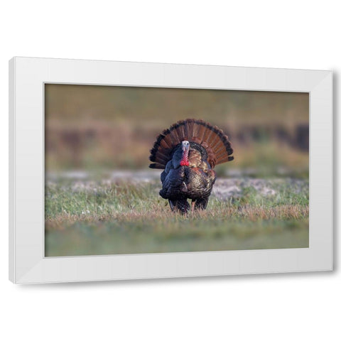 Osceola turkey-near Stick Marsh-Florida White Modern Wood Framed Art Print by Jones, Adam