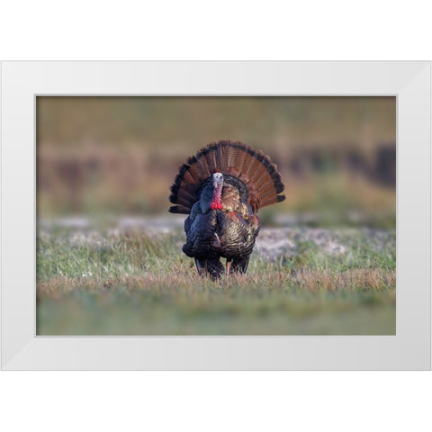 Osceola turkey-near Stick Marsh-Florida White Modern Wood Framed Art Print by Jones, Adam