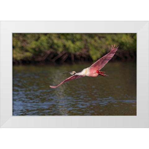 Roseate spoonbill flying-Stick Marsh-Florida White Modern Wood Framed Art Print by Jones, Adam