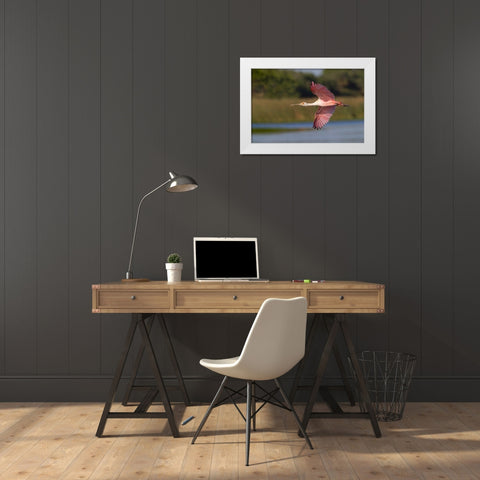Roseate spoonbill flying-Stick Marsh-Florida White Modern Wood Framed Art Print by Jones, Adam