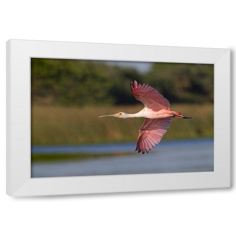 Roseate spoonbill flying-Stick Marsh-Florida White Modern Wood Framed Art Print by Jones, Adam