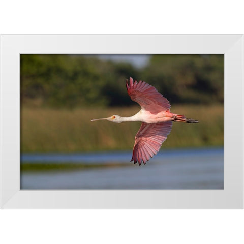 Roseate spoonbill flying-Stick Marsh-Florida White Modern Wood Framed Art Print by Jones, Adam