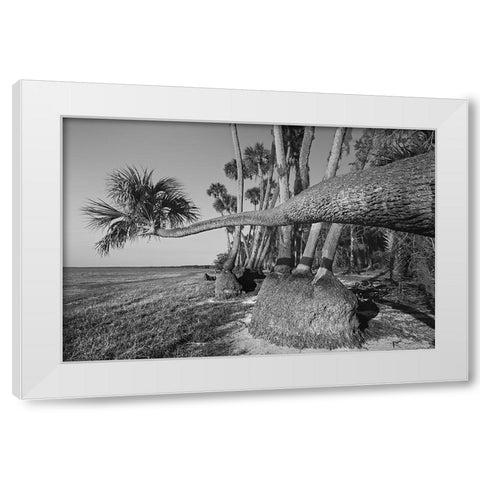 Sable palm tree along shoreline of Harney Lake at sunset-Florida White Modern Wood Framed Art Print by Jones, Adam