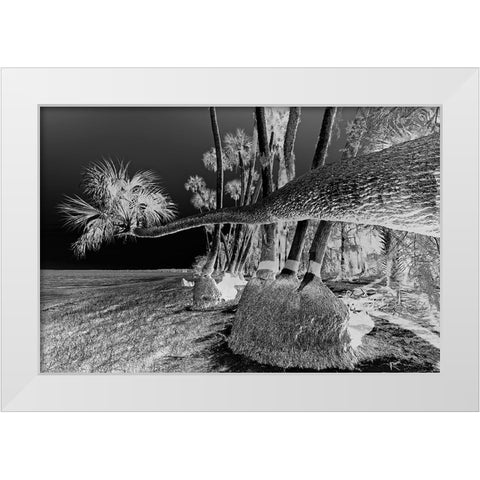 Sable palm tree along shoreline of Harney Lake at sunset-Florida White Modern Wood Framed Art Print by Jones, Adam