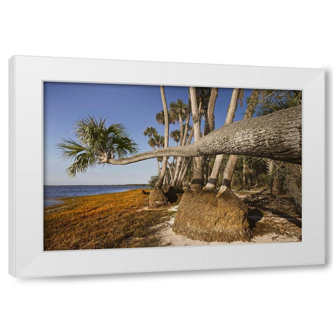Sable palm tree along shoreline of Harney Lake at sunset-Florida White Modern Wood Framed Art Print by Jones, Adam