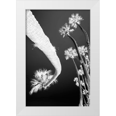 Sable palm tree along shoreline of Harney Lake at sunset-Florida White Modern Wood Framed Art Print by Jones, Adam