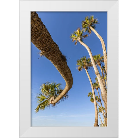 Sable palm tree along shoreline of Harney Lake at sunset-Florida White Modern Wood Framed Art Print by Jones, Adam