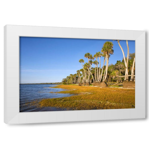 Sable palm tree trunks along shoreline of Harney Lake at sunset-Florida White Modern Wood Framed Art Print by Jones, Adam
