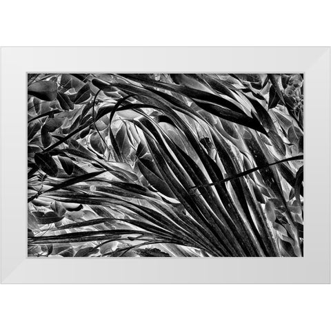 Sable palm frond on the ground in Black and white-Harney Lake-Florida White Modern Wood Framed Art Print by Jones, Adam