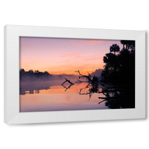 Predawn view of mist and fallen trees reflecting on blackwater area of St Johns River White Modern Wood Framed Art Print by Jones, Adam