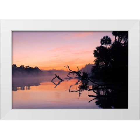 Predawn view of mist and fallen trees reflecting on blackwater area of St Johns River White Modern Wood Framed Art Print by Jones, Adam