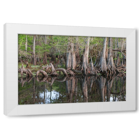 Early spring view of cypress trees reflecting on blackwater area of St Johns River-central Florida White Modern Wood Framed Art Print by Jones, Adam