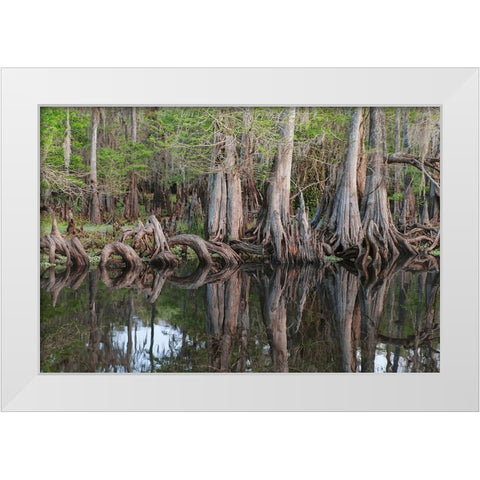 Early spring view of cypress trees reflecting on blackwater area of St Johns River-central Florida White Modern Wood Framed Art Print by Jones, Adam