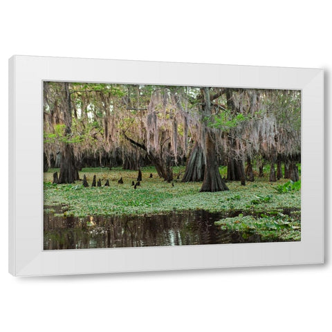 Early spring view of cypress trees reflecting on blackwater area of St Johns River-central Florida White Modern Wood Framed Art Print by Jones, Adam