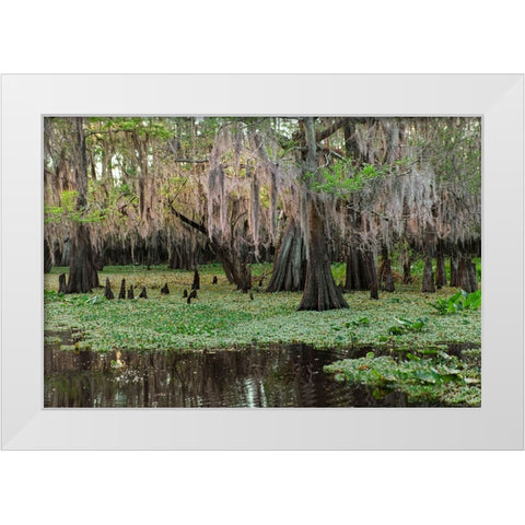 Early spring view of cypress trees reflecting on blackwater area of St Johns River-central Florida White Modern Wood Framed Art Print by Jones, Adam